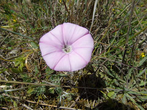 Image of Elegant Bindweed