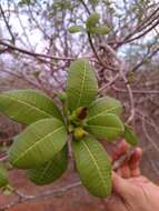 Image of Cascabela ovata (Cav.) H. Lippold