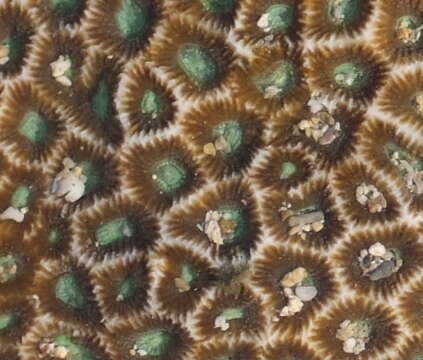 Image of False Pillow Coral