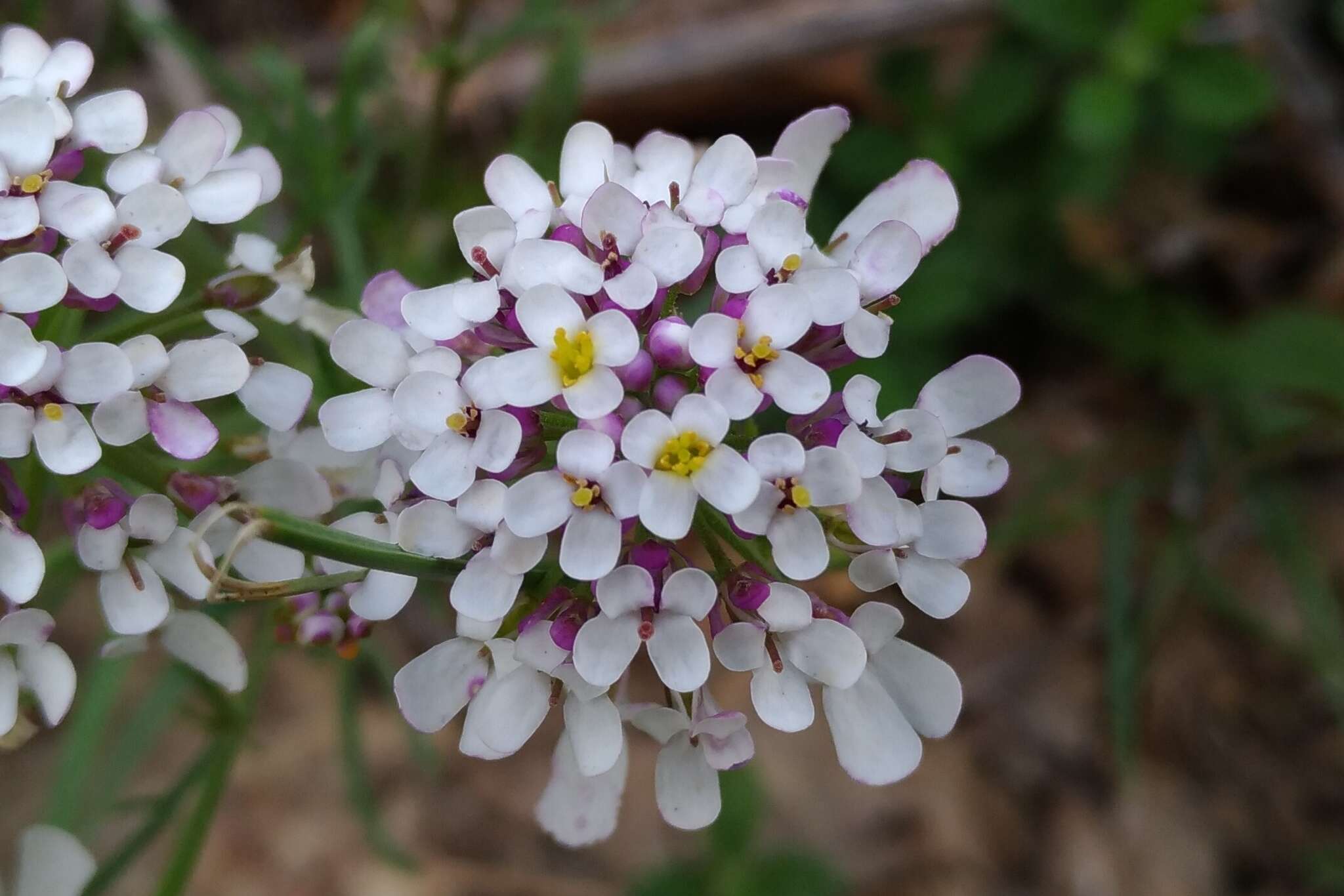 Imagem de Iberis pinnata L.