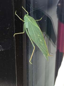 Image of Greater Angle-wing Katydid