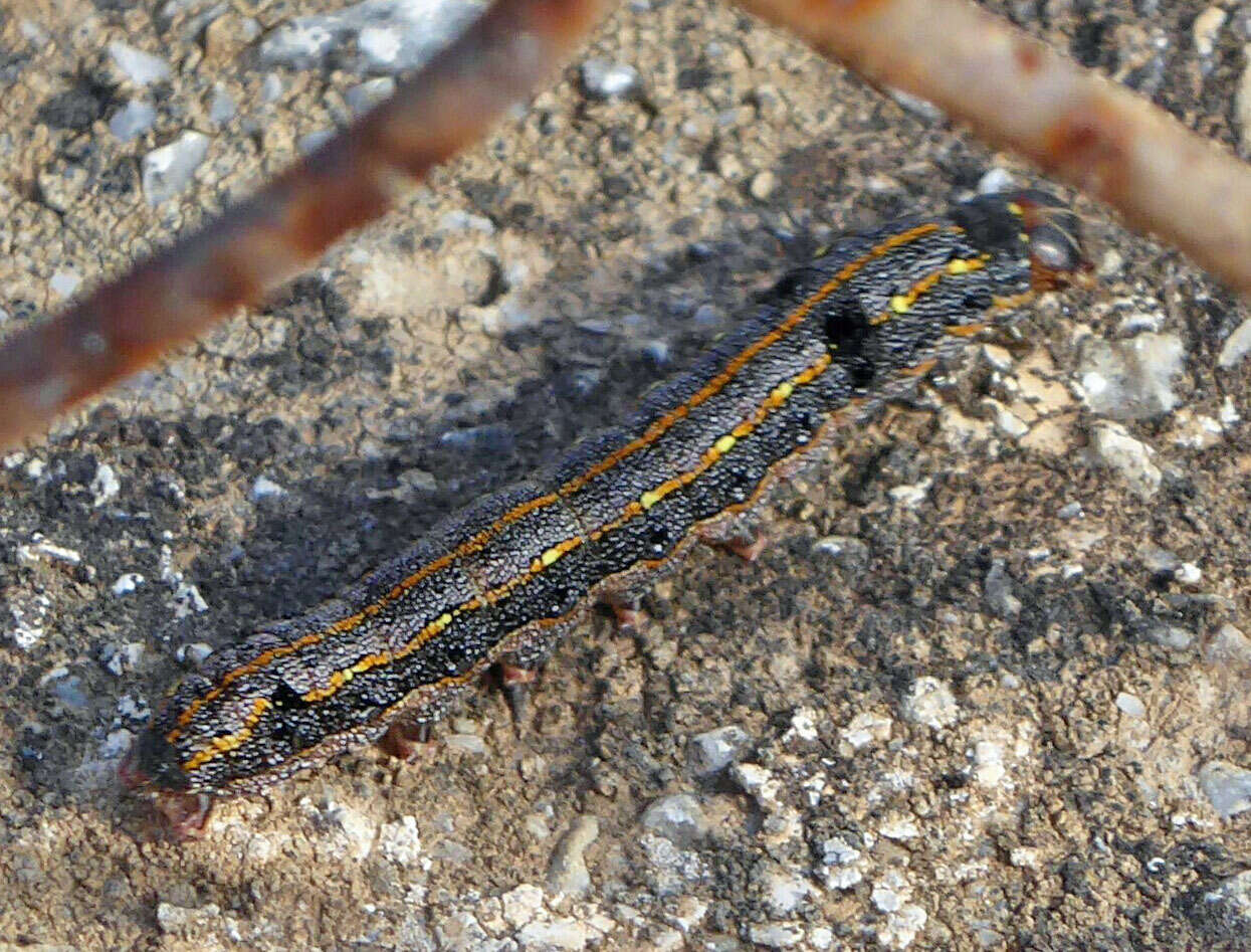 Imagem de Spodoptera littoralis Boisduval 1833