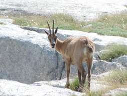 Image of Apennine chamois