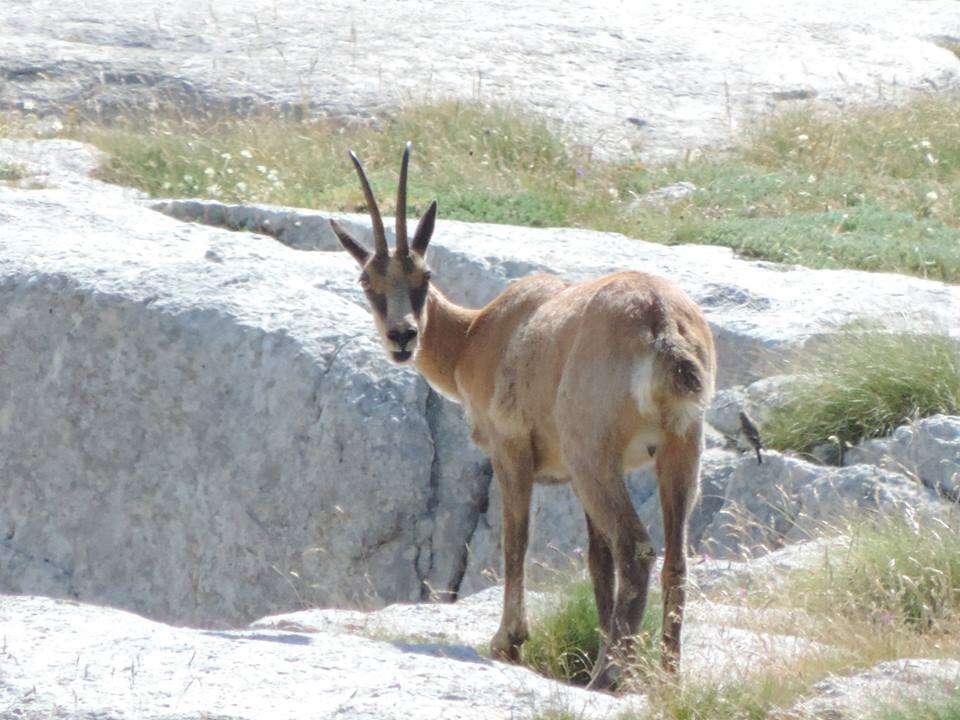 Image of Apennine chamois