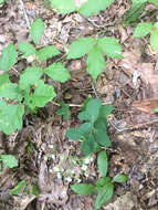 Image of false flowering spurge