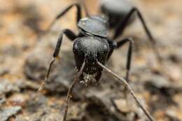 Image of Camponotus trepidulus Creighton 1965