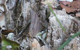 Image of Bamboo Forester