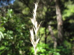 Image of Rytidosperma clavatum (Zotov) Connor & Edgar