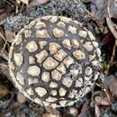 Image of Amanita umbrinella E.-J. Gilbert & Cleland 1941