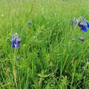 Image of Mertensia davurica (Sims) G. Don