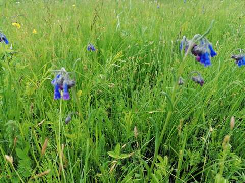 Image of Mertensia davurica (Sims) G. Don