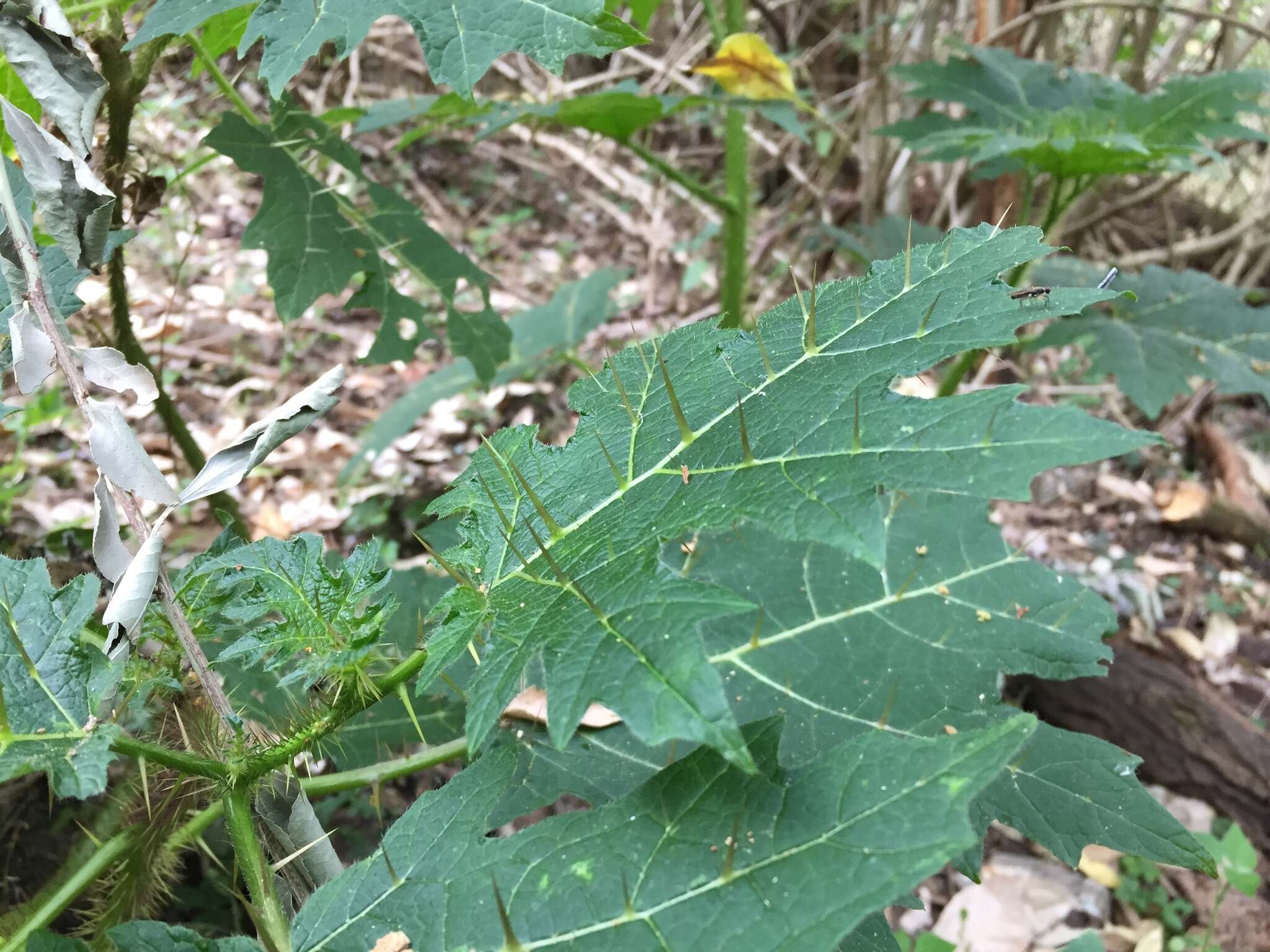 Sivun Solanum aculeatissimum Jacquin kuva