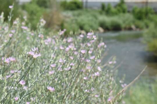 صورة Stephanomeria occultata