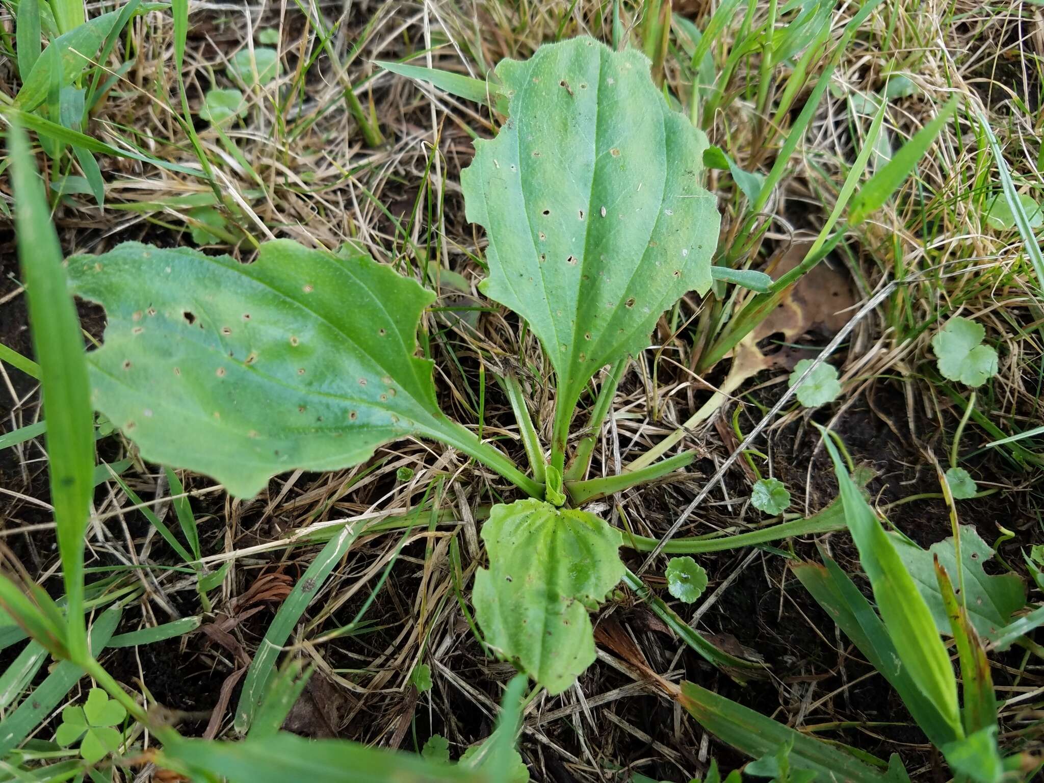 Image de Plantago asiatica L.