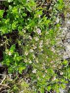 Image of Asperula cynanchica subsp. cynanchica