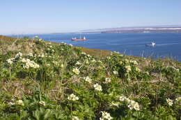 Image of narcissus anemone