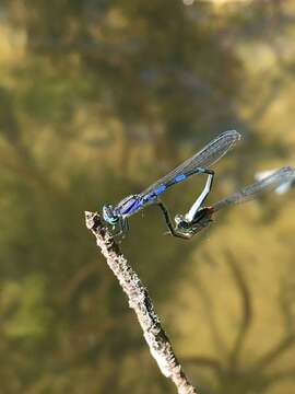 Image of Little Bluet