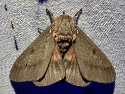 Image of Pine Devil Moth