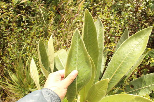 Image of Espeletiopsis pleiochasia (Cuatrec.) J. Cuatrec.