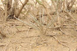 Image of Astrophytum caput-medusae (Velazco & Nevárez) D. R. Hunt