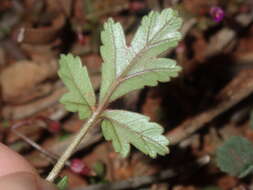 Image of Australian stork's bill