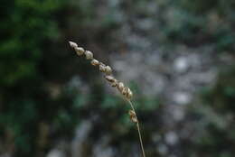 Image of quakinggrass