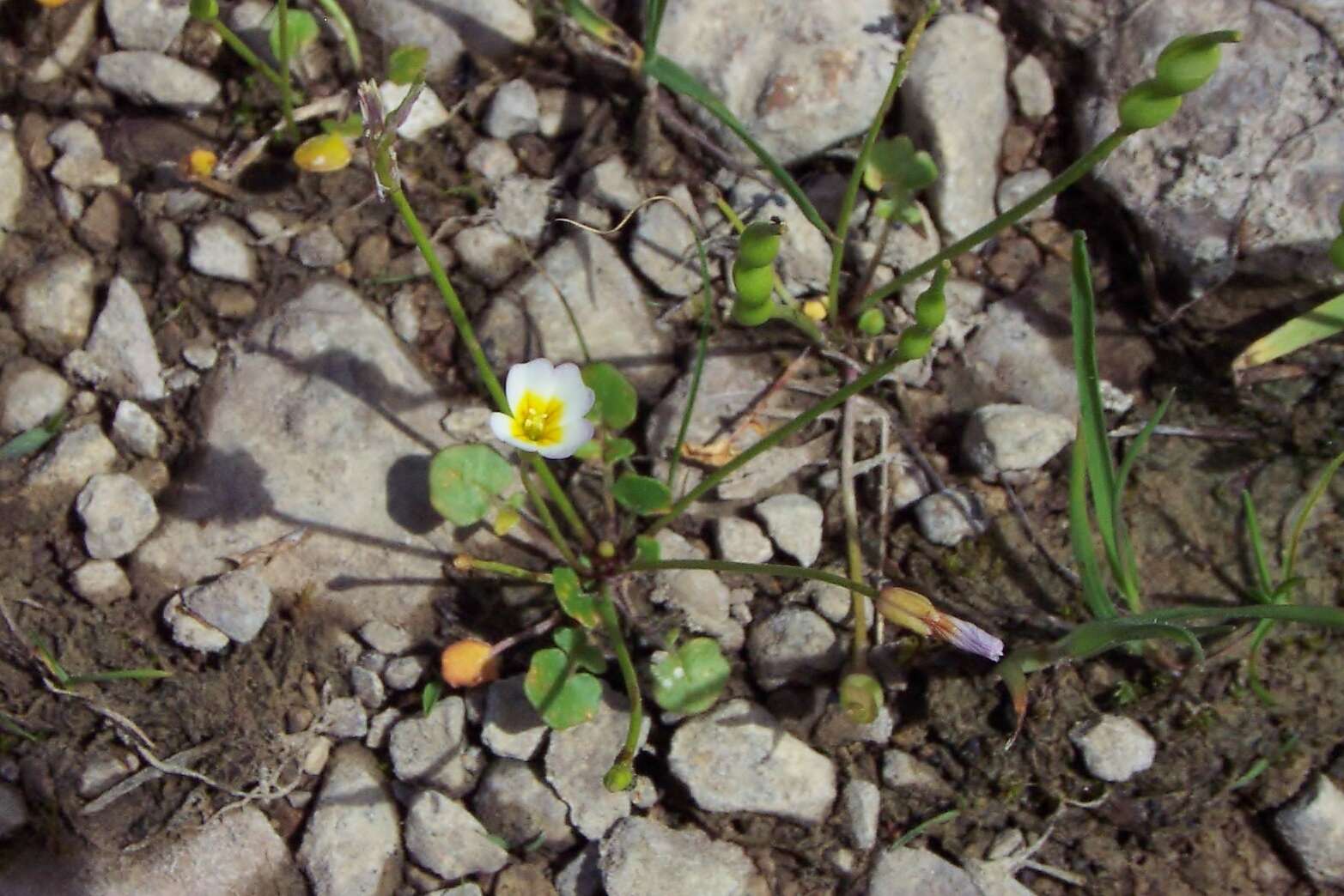 Imagem de Leavenworthia torulosa A. Gray