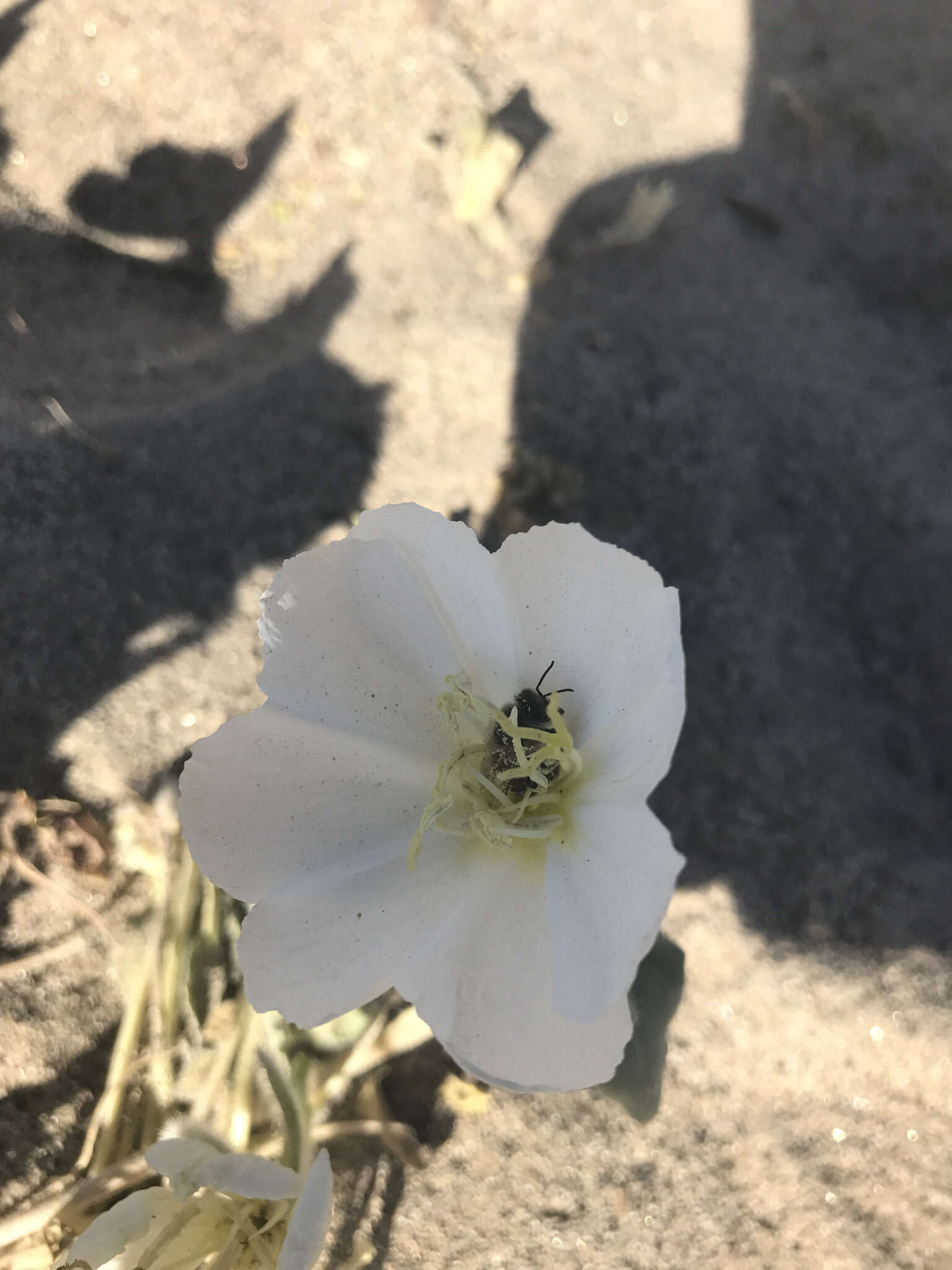 Imagem de Oenothera deltoides Torr. & Frem.