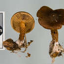 Plancia ëd Pholiota multicingulata E. Horak 1983