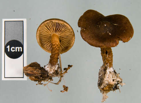 Слика од Pholiota multicingulata E. Horak 1983