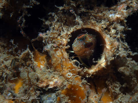 Image of Seaweed Blenny