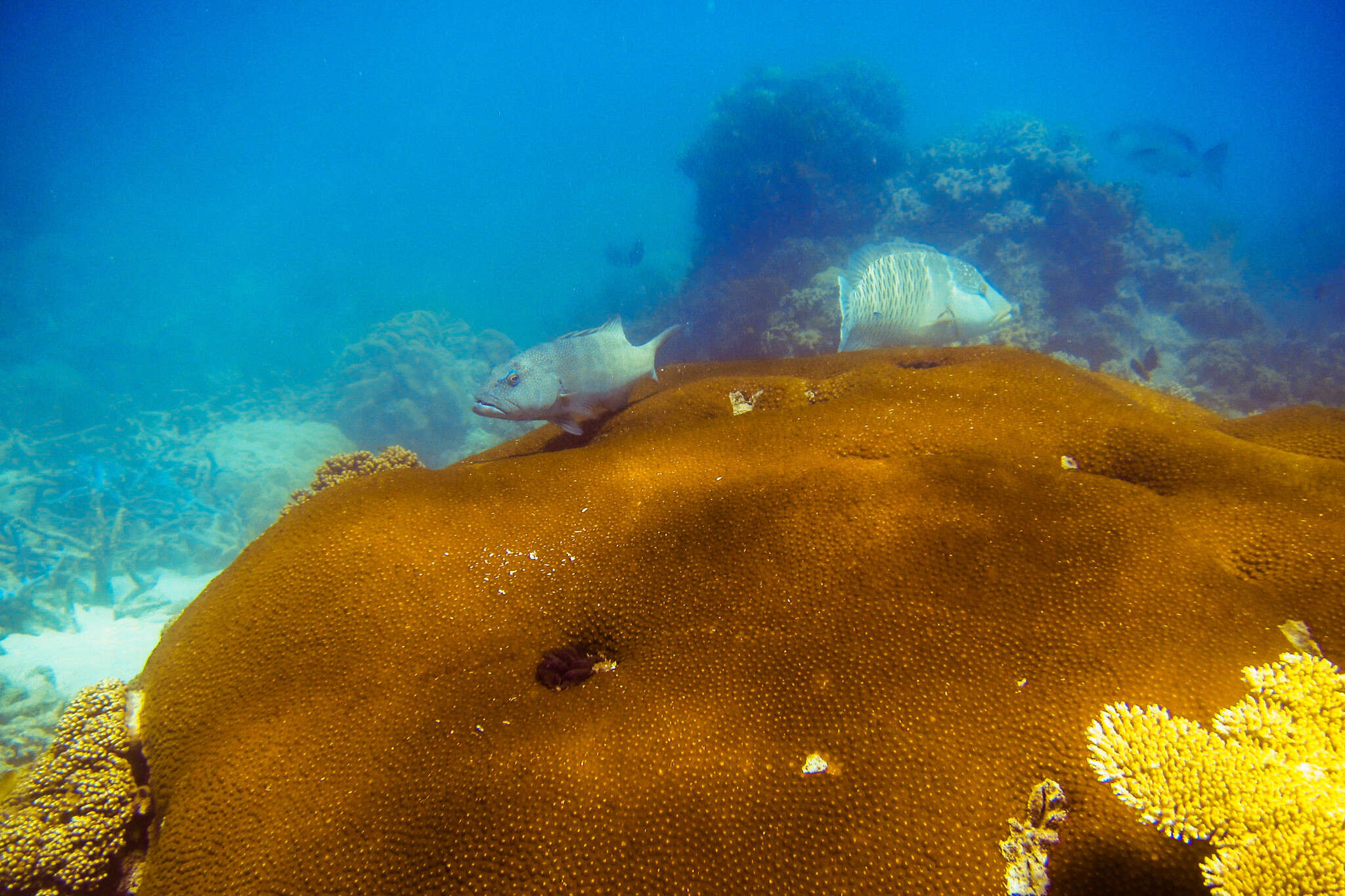 Image of Coral Trout