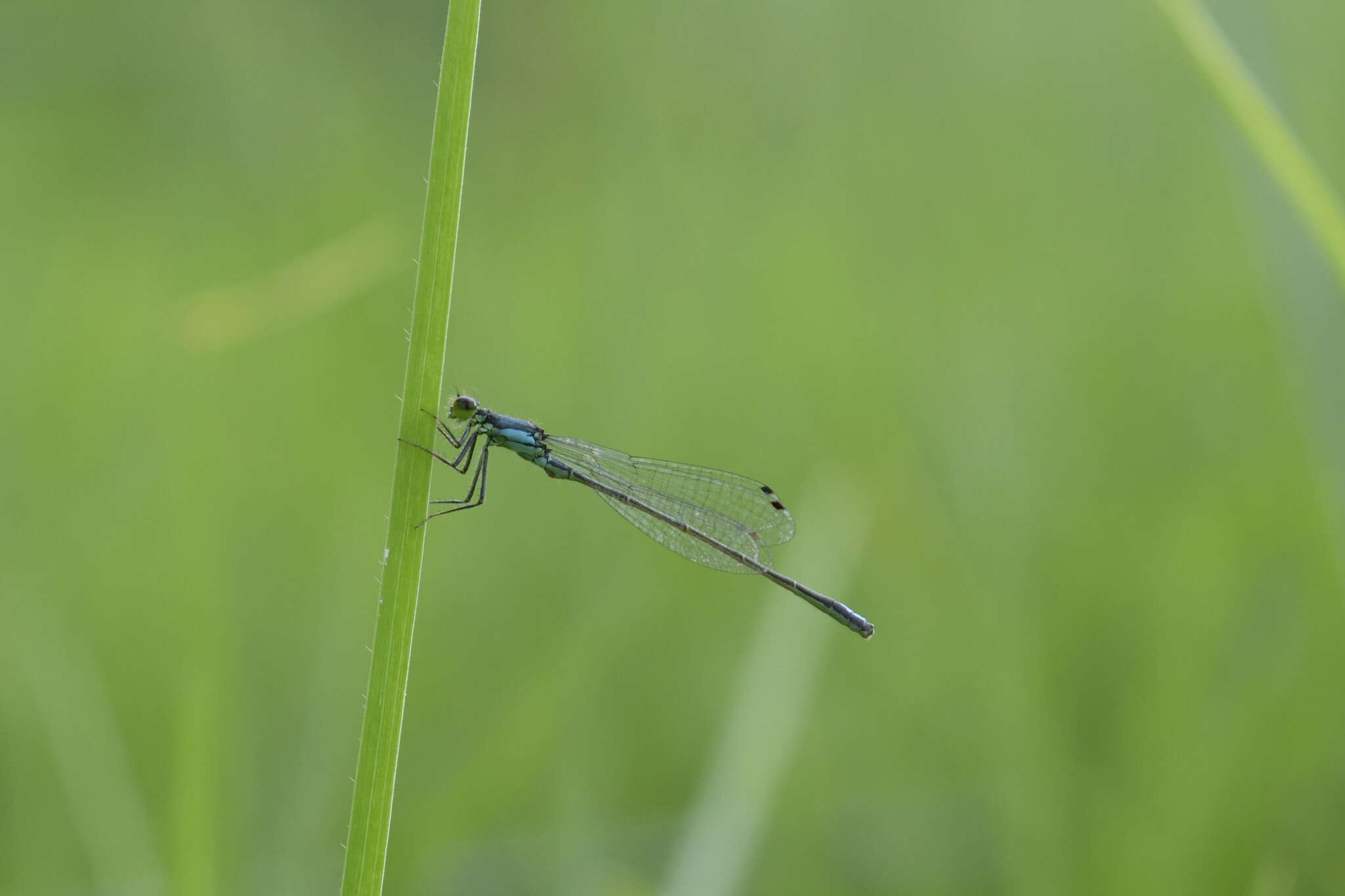 Image of Black-fronted Forktail