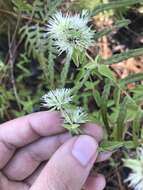 Image of Appalachian Mountain-Mint