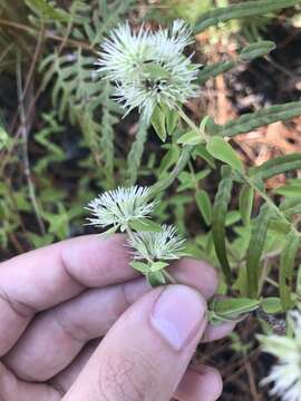 Pycnanthemum flexuosum (Walter) Britton, Sterns & Poggenb. resmi