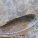 Image of White sands pupfish