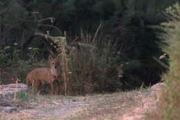 Image of Syrian jackal