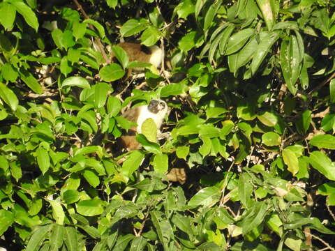 Image of Brazilian Bare-faced Tamarin