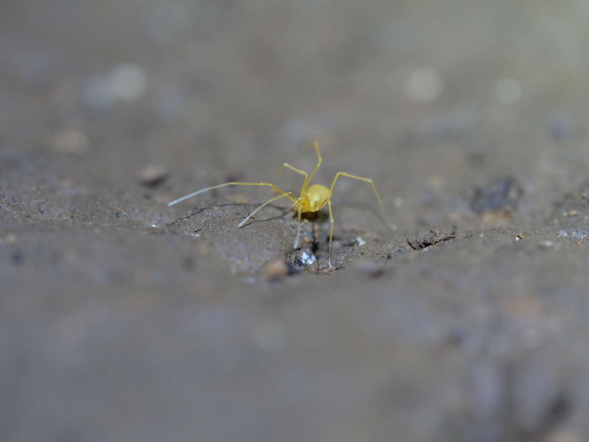 Image of Bone Cave harvestman