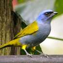 Image of Blue-capped Tanager