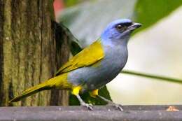 Image of Blue-capped Tanager