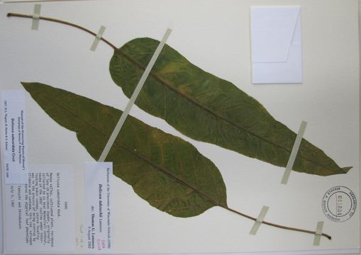 Image of <i>Delissea takeuchii</i> Lammers