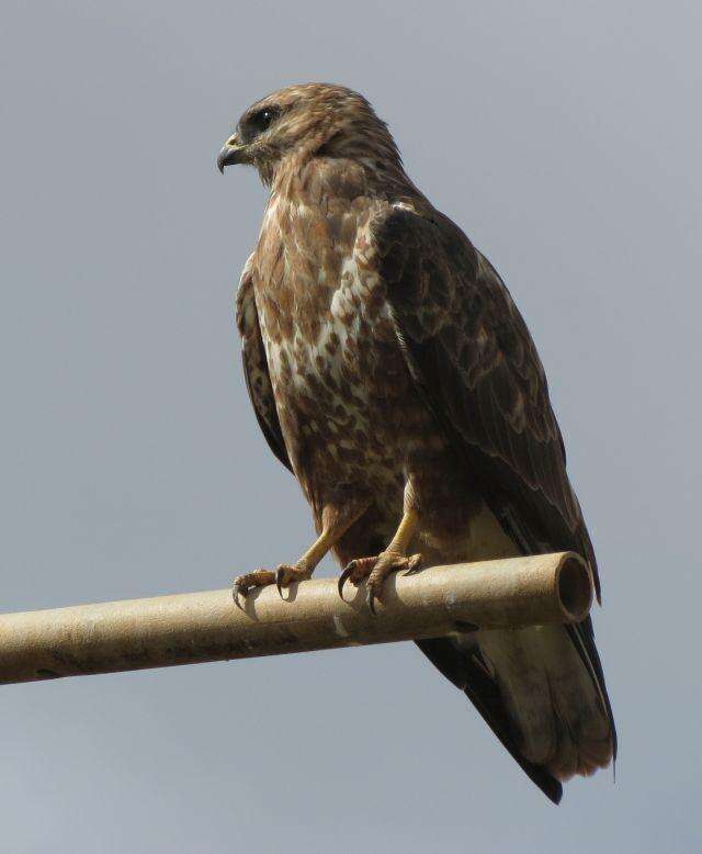 Imagem de Buteo buteo vulpinus (Gloger 1833)