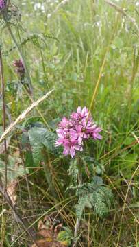 Image of Nelson's checkerbloom