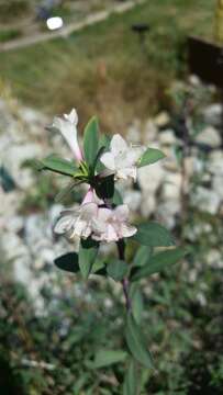 Image de Lonicera pyrenaica L.