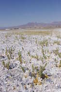 Image of Amargosa niterwort