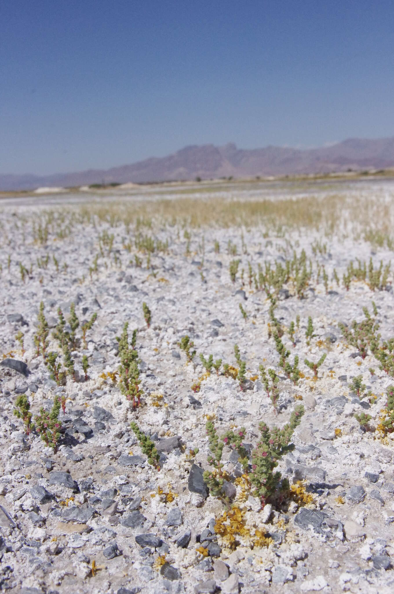 Image of Amargosa niterwort