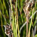 Image of Askidiosperma paniculatum (Mast.) H. Linder