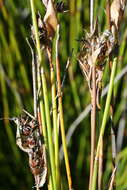 Image of Askidiosperma paniculatum (Mast.) H. Linder