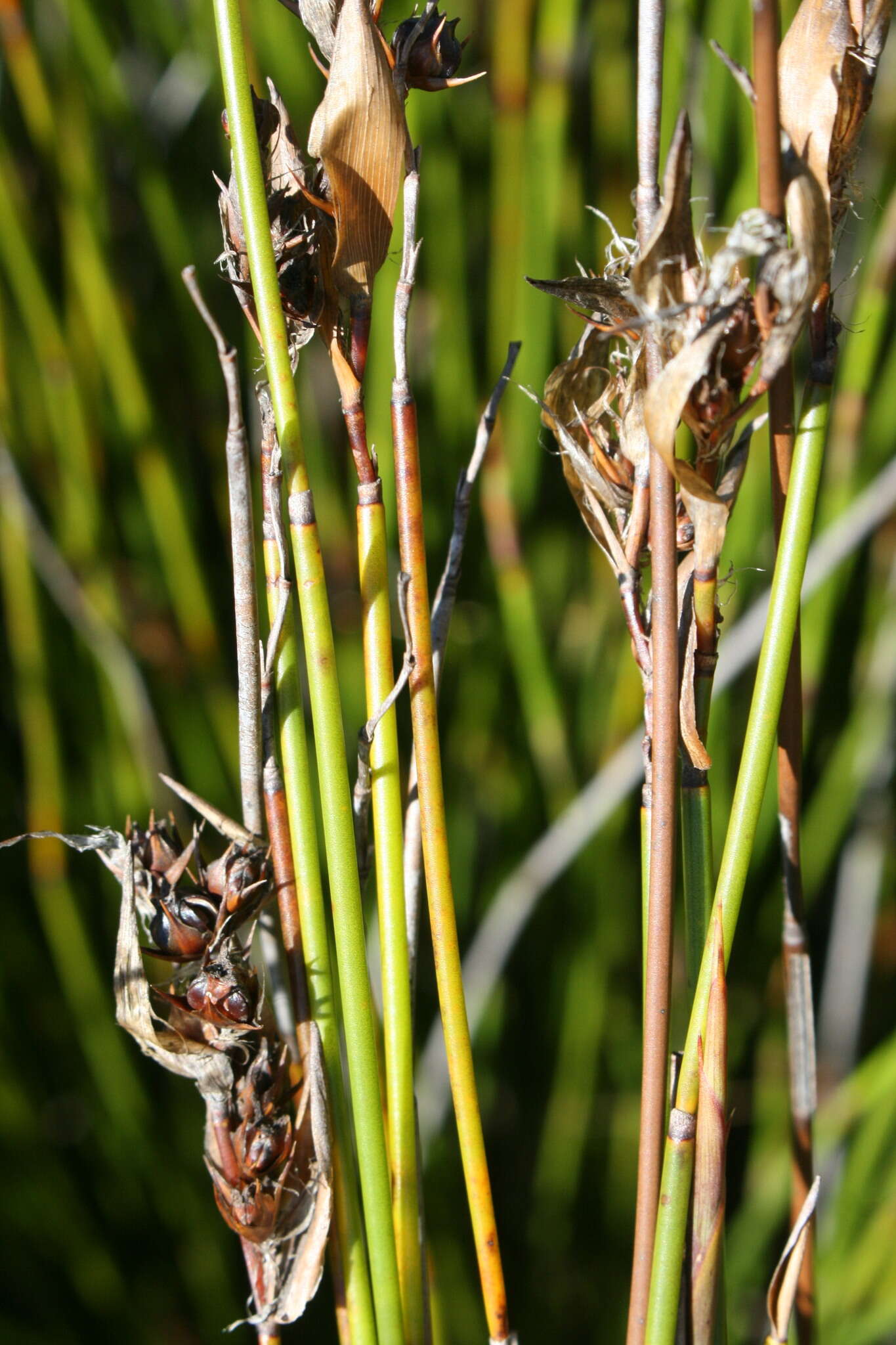 Image de Askidiosperma paniculatum (Mast.) H. Linder